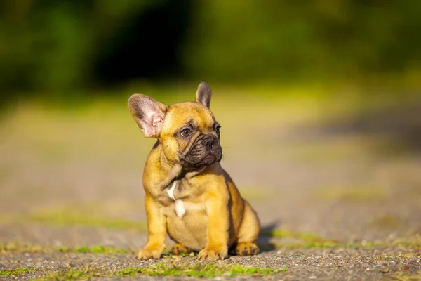 Cute Francuski Bulldog Szczeniak Odkryty — Zdjęcie stockowe