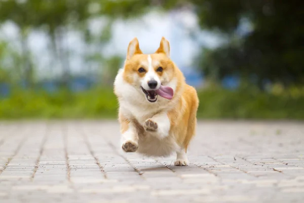 Adorable Corgi Dog Outdoors — Stock Photo, Image