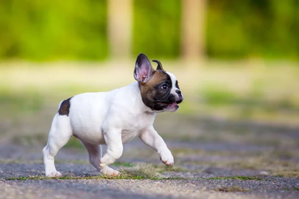 Bonito Cachorro Bulldog Francês Livre — Fotografia de Stock