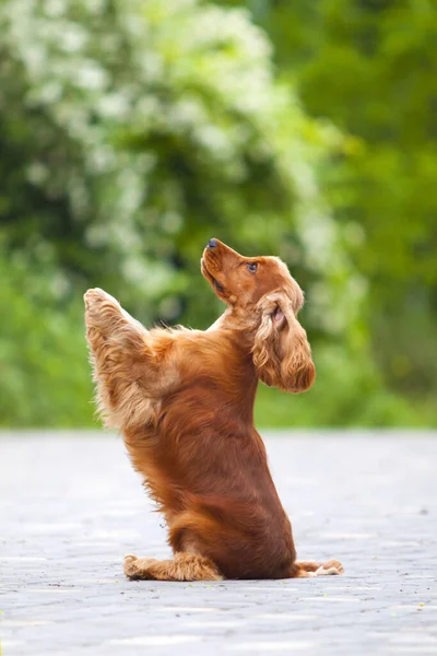 Śmieszne Cocker Spaniel Zewnątrz Rozmyte Tło — Zdjęcie stockowe