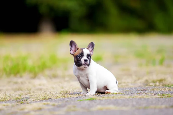 Cute Francuski Bulldog Szczeniak Odkryty — Zdjęcie stockowe