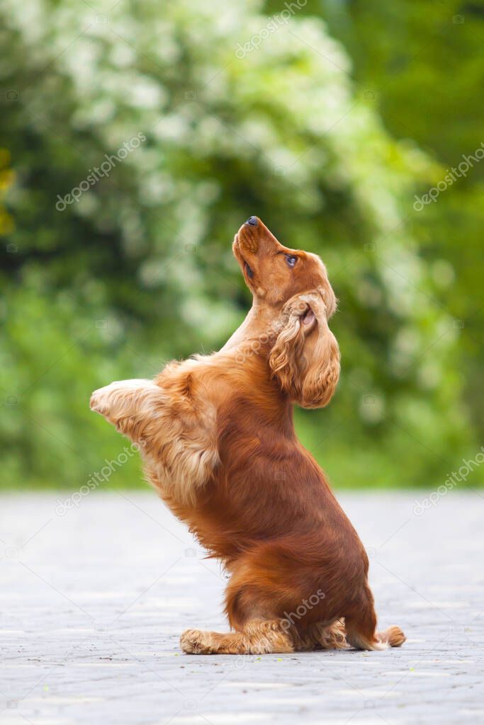 funny cocker spaniel outdoors on blurred background