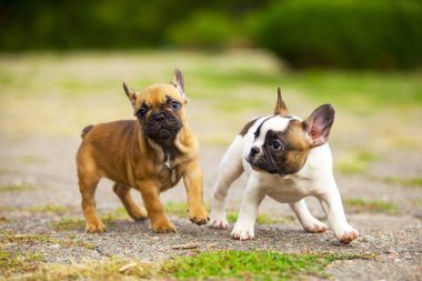 Fransız buldog yavruları dışarıda eğleniyor.