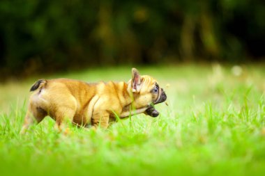 Tatlı Fransız Bulldog köpek yavrusu.