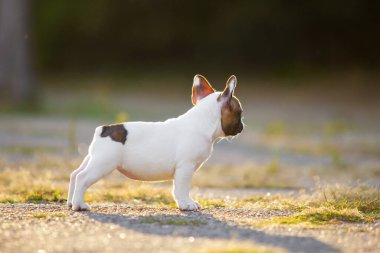 Tatlı Fransız Bulldog köpek yavrusu.