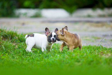 Fransız buldog yavruları dışarıda eğleniyor.