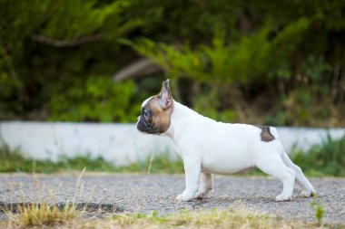 Tatlı Fransız Bulldog köpek yavrusu.