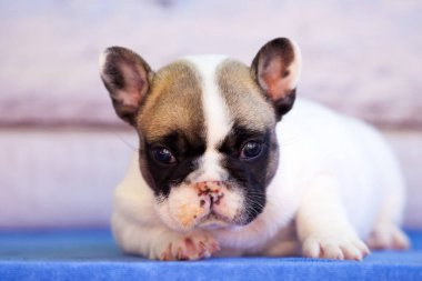 Sevimli Fransız buldog yavrusu ahşap arka planda