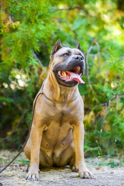İtalyan Cane Corso köpeği açık havada