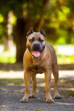 İtalyan Cane Corso köpeği açık havada