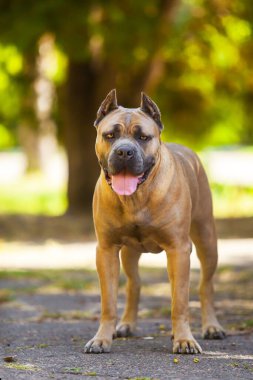 İtalyan Cane Corso köpeği açık havada