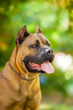 İtalyan Cane Corso köpeği açık havada