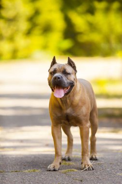 İtalyan Cane Corso köpeği açık havada
