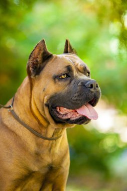 İtalyan Cane Corso köpeği açık havada