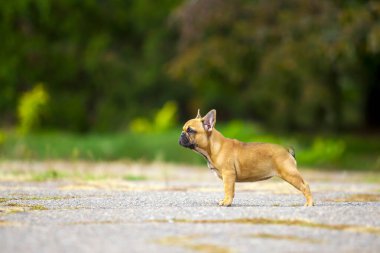 Tatlı Fransız Bulldog köpek yavrusu.