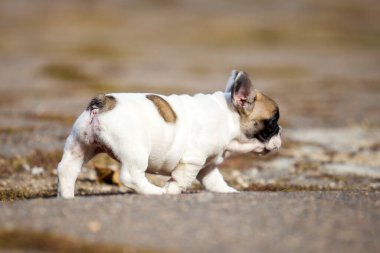 Tatlı Fransız Bulldog köpek yavrusu.