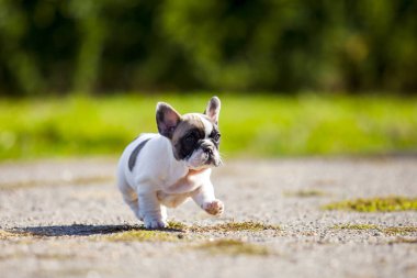 Tatlı Fransız Bulldog köpek yavrusu.