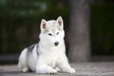tapılası Sibirya köpeği açık havada.
