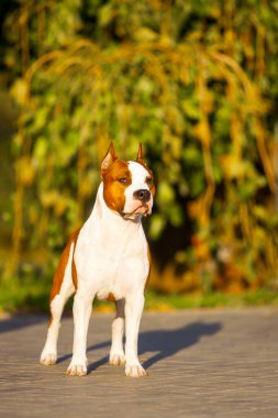 American Staffordshire Terrier köpeği. 