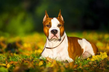 American Staffordshire Terrier köpeği. 