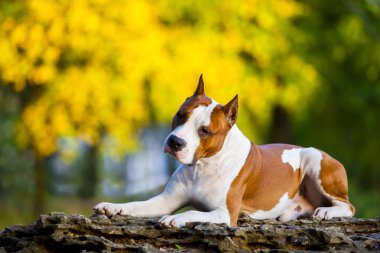 American Staffordshire Terrier köpeği. 