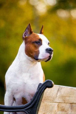 American Staffordshire Terrier köpeği. 