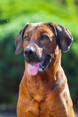 Macar vizsla köpek açık havada