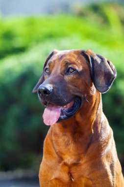 Macar vizsla köpek açık havada