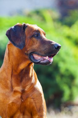 Rodezyalı sırt köpeği açık havada.