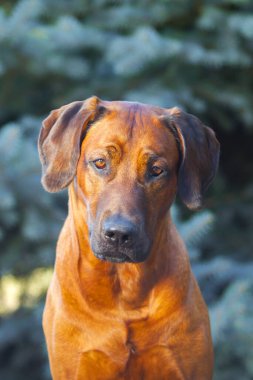Macar vizsla köpek açık havada