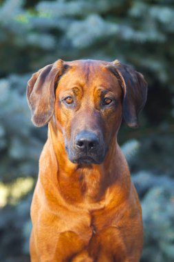 Rodezyalı sırt köpeği açık havada.