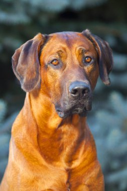 Macar vizsla köpek açık havada