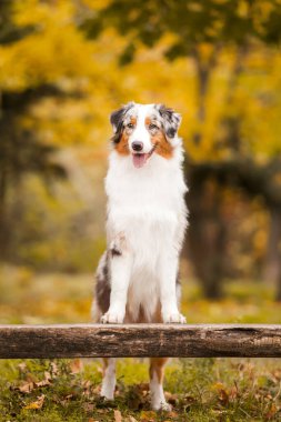 Avustralya çoban köpeği.