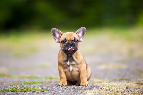 Cute Francuski Bulldog Szczeniak Odkryty — Zdjęcie stockowe