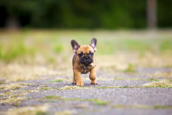 Bonito Cachorro Bulldog Francês Livre — Fotografia de Stock