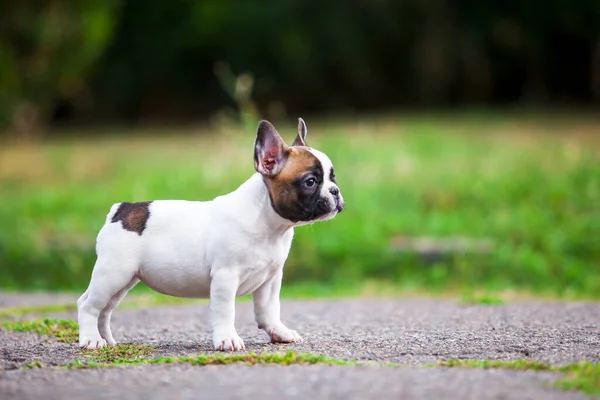 Aranyos Francia Bulldog Kiskutya Szabadban — Stock Fotó