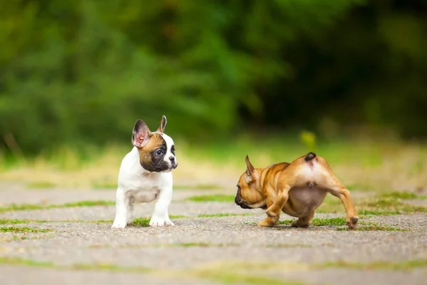 Anak Anjing Bulldog Perancis Bersenang Senang Luar — Stok Foto