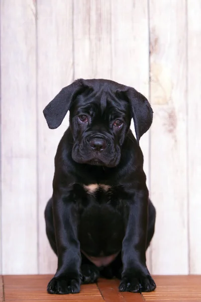 Cane Corso Puppy Tegen Houten Achtergrond — Stockfoto