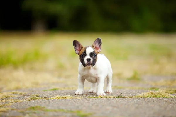 Söt Fransk Bulldogg Valp Utomhus — Stockfoto