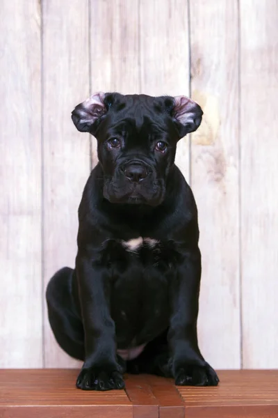 Cane Corso Puppy Tegen Houten Achtergrond — Stockfoto