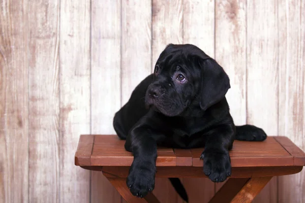 Cane Corso Puppy Tegen Houten Achtergrond — Stockfoto