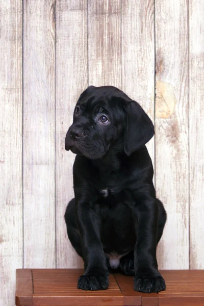 Cane Corso Puppy Wooden Background — Stock Photo, Image