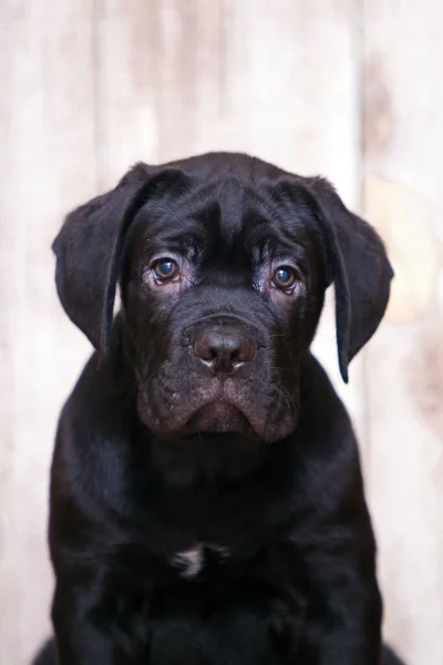 Cane Corso Puppy Tegen Houten Achtergrond — Stockfoto