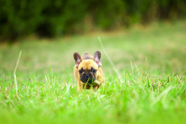 Cute French Bulldog puppy outdoor