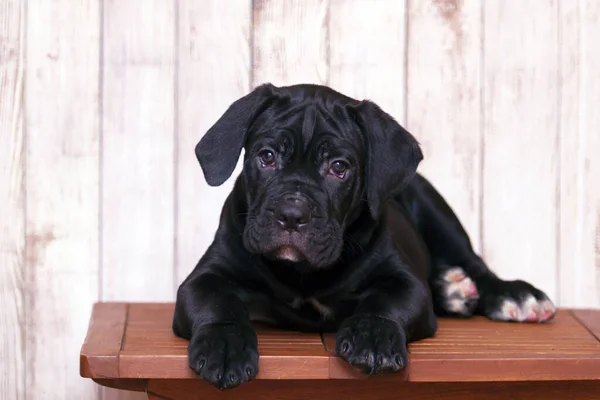 Cachorrinho Corso Cana Contra Fundo Madeira — Fotografia de Stock