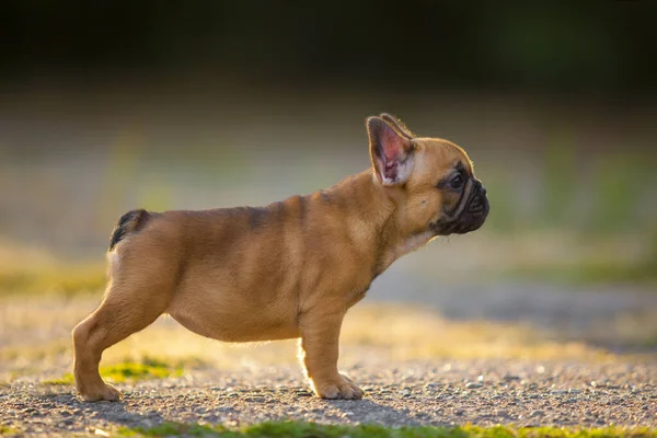 Bonito Cachorro Bulldog Francês Livre — Fotografia de Stock