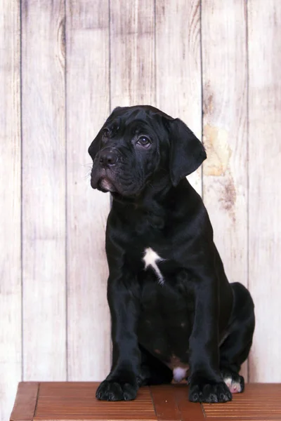 Cane Corso Cucciolo Ritratto Coperto — Foto Stock