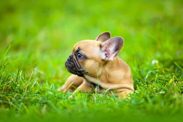 Leuke Franse Bulldog Puppy Buiten — Stockfoto