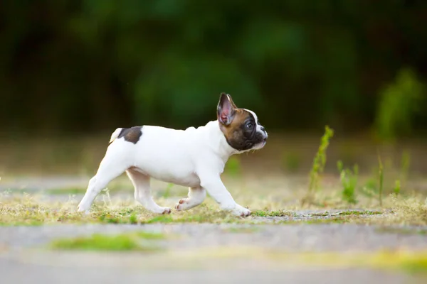 Bonito Cachorro Bulldog Francês Livre — Fotografia de Stock