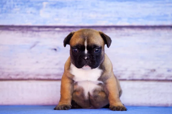 French Bulldog Puppy Indoor Portrait — Stock Photo, Image